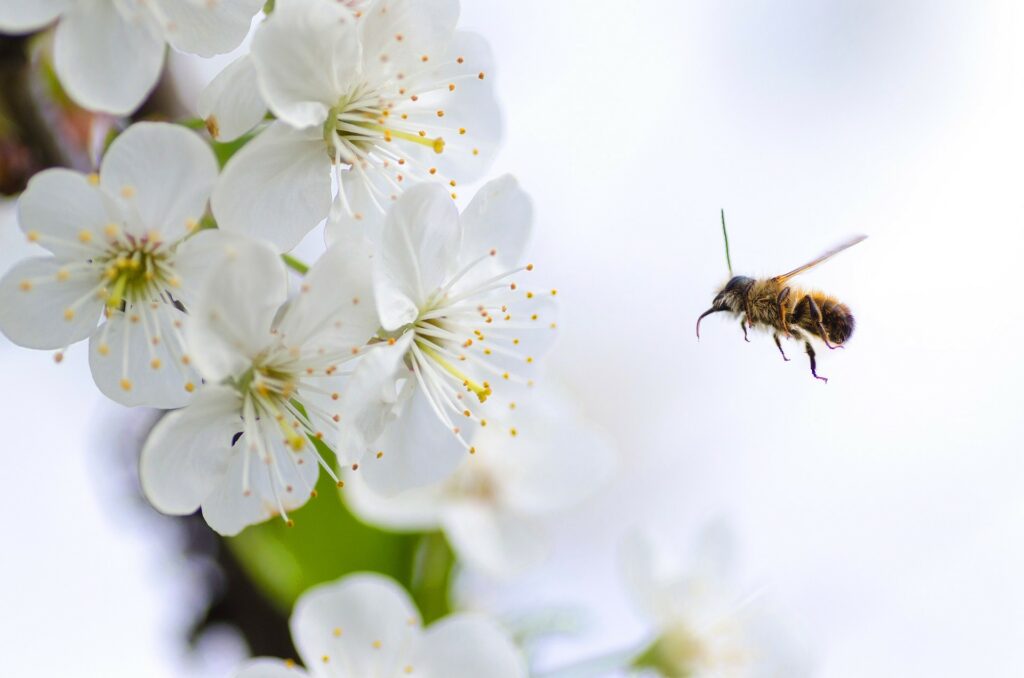 Dzień Pszczoły – piknik edukacyjny w Aleksandrowie Łódzkim